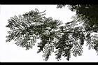 小實孔雀豆-葉03.jpg
