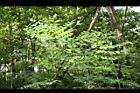 小實孔雀豆-葉08.jpg