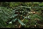 小實孔雀豆-葉09.jpg
