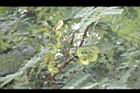 小實孔雀豆-青實1.jpg