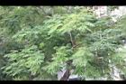 小實孔雀豆05.jpg