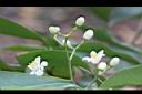 小山橘-花10.jpg