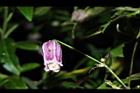 小木通-花07.JPG