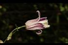 小木通-花22.JPG