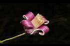 小木通-花53.JPG