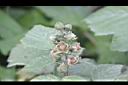 小梣葉懸鉤子-花序4.JPG