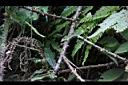 小梣葉懸鉤子-莖0.JPG