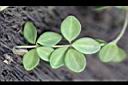 小椒草-葉正0.jpg