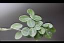 小椒草12.jpg