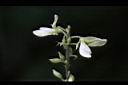 小槐花-花02.JPG