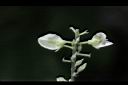 小槐花-花04.JPG