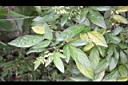 小槐花03.JPG