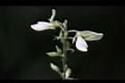 小槐花-花01.JPG
