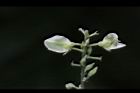 小槐花-花03.JPG