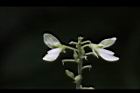 小槐花-花06.JPG