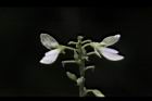 小槐花-花07.JPG