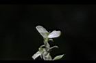 小槐花-花08.JPG