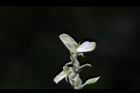 小槐花-花09.JPG