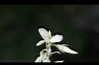 小槐花-花11.JPG