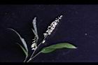 小槐花-花序01.JPG