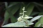 小槐花-花序04.JPG