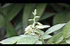 小槐花-花序05.JPG