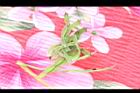 小槐花-青實03.JPG