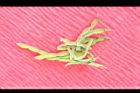 小槐花-青實04.JPG