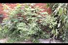 小槐花01.JPG