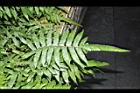 小毛蕨-頂羽片07.JPG