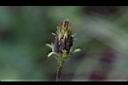 小白花鬼針-實0.JPG