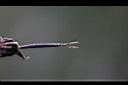 小白花鬼針-種子04.JPG