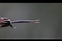 小白花鬼針-種子05.JPG