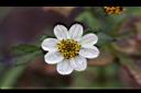 小白花鬼針-花0.JPG