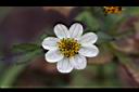小白花鬼針-花1.JPG