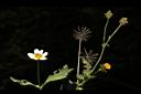 小白花鬼針03.JPG