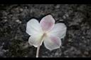 小白頭翁-花背.jpg