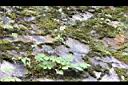 小白頭翁41.jpg