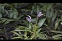 小竹葉-花07.JPG