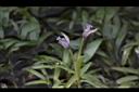小竹葉-花08.JPG
