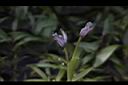 小竹葉-花11.JPG