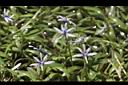 小竹葉-花13.JPG