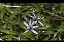 小竹葉-花15.JPG