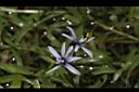 小竹葉-花16.JPG