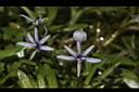 小竹葉-花19.JPG