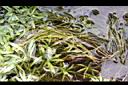 小竹葉-莖00.JPG