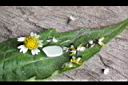 小米菊-花-種子.jpg