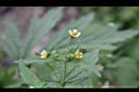 小米菊-花.jpg