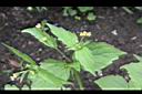 小米菊04.jpg