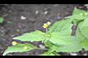 小米菊07.jpg